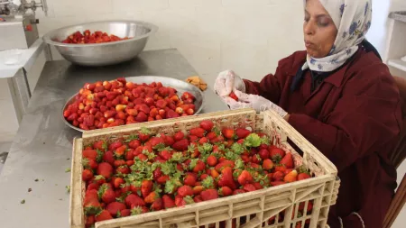 A Palestinian woman sits at a metal table de-stemming strawberries.