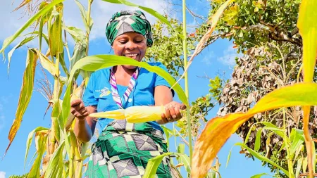A farmer in Mozambique picks corn