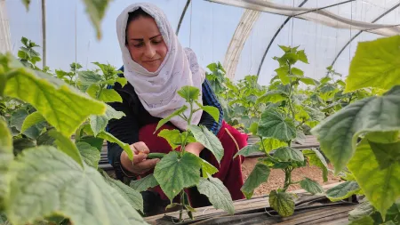 Yara tends to her crops inside her greenhouse rebuilding her farming livelihood as she adapts to drought and changing climate conditions in Syria.