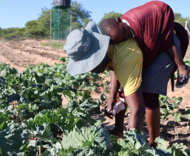 Woman harvesting plants with baby in her back