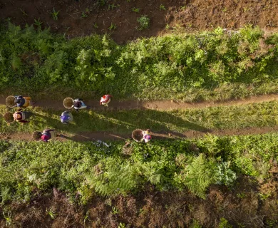 Fields of tea in Tanzania, figures of women carrying tea